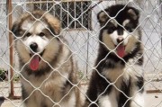 合肥阿拉斯加犬舍——纯正血统阿拉斯加犬的养殖基地（从健康出发，为您提供最优质的宠物服务）
