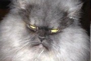 让宠物猫咪平静下来的10种方法（如何缓解愤怒和焦虑的猫咪，以及如何预防这种情况的发生）
