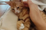 小奶猫不停叫怎么办？（宠物主人必看的应对方法）