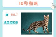 猫绝育的后果（为宠物猫进行绝育手术的必要性及影响）