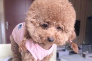 如何护理贵宾犬的毛发？（从清洁、梳理到剪毛，全方位教你打造贵宾犬完美毛发。）