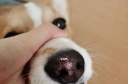 揭秘（探究舔鼻子的原因及对柯基犬健康的影响）