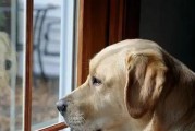 让宠物幼犬快速适应新环境的技巧（如何帮助幼犬顺利适应新家庭）