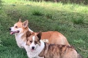 探秘卡迪根威尔士柯基犬的魅力世界（一款逗趣好动的宠物犬）