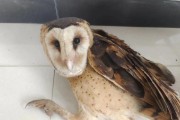 猴面犬饲养全指南（打造快乐宠物生活，从饲养开始）