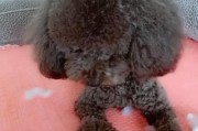 如何纠正泰迪乱咬东西的坏习惯？（5种方法帮助泰迪改掉乱咬东西的行为）