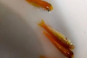 观赏鱼的饮食乐趣（探索观赏鱼对水草的钟爱，一起品味自然之美）