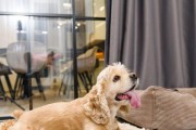 狗狗的呼吸困难——了解并预防宠物犬的呼吸问题（狗狗呼吸困难的症状、常见原因和应对方法）