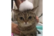 解密猫咪洗澡误区（别再这样洗了！猫咪的正确洗澡方法）