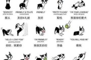 人狗爱的力量（通过人与狗之间的深情联系，我们可以学到什么？）