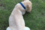拉布拉多训练攻略（打造听话乖巧的宠物犬）