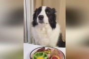 为什么要用生肉喂狗？（探讨生肉喂养对狗的好处和注意事项）