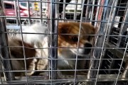 揭秘狗抓的神奇形状（探索狗抓对身体健康的影响与神秘力量）