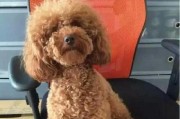 如何训练泰迪犬听话（让你的泰迪犬成为乖巧听话的好宠物）