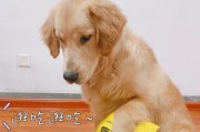为什么狗狗不喜欢吃东西？（探寻狗狗不爱吃的原因及解决方法）