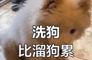 萨摩耶冬天洗澡的最佳频率（如何保证萨摩耶冬季洗澡的健康和舒适）