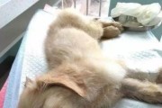 如何判断金毛犬是否生病（金毛犬生病的表现及预防措施）