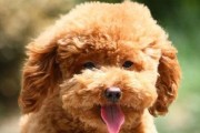 为什么狗狗不吃却很精神？（探究宠物狗狗不进食却保持活力的原因，解决主人的困惑与疑虑。）