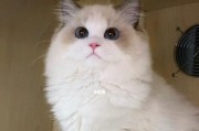 探秘双色布偶猫的多彩色彩世界（从白黑相间到五花斑斓，布偶猫的色彩奇妙之旅）