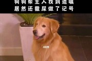 消除狗狗做标记的行为（让你的宠物更干净、更舒适）