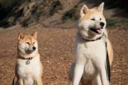 秋田犬和柴犬的区别（了解这两个受欢迎的日本宠物犬的不同点）