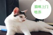 小猫的喂养指南——如何让你的宠物健康成长（了解小猫的食物需求，让它们健康成长）