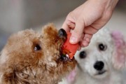 如何有效地限制狗狗活动范围？（以宠物为主的实用方法分享，让你的狗狗安全舒适地生活。）