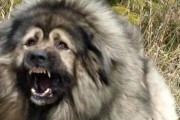 秋天养护高加索犬（宠物爱好者必看，高加索犬秋季养护大全）