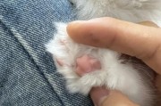 探秘猫咪爪子的四个常识（了解这些，宠物生活更精彩）