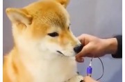 如何预防柴犬狗狗染上寄生虫（宠物健康从预防开始）
