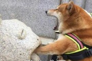 预防狗狗鼻炎，守护宠物健康（别大意！三个方法让你的狗狗远离鼻炎）
