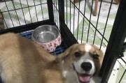 如何正确清理柯基犬的耳朵？（宠物护理技巧）