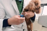 家养狗狗为什么要剪指甲？（掌握正确的剪指甲方法，让你的爱犬更健康）