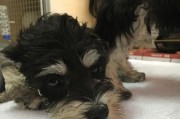 被雪纳瑞咬伤怎么办？（宠物狂犬病防治指南）