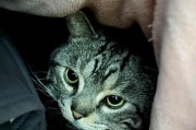 猫主子钻被窝的坏处（纵容让猫成为你的床上霸主，主人可能要承受这些困扰）