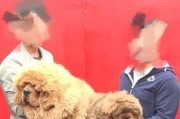 藏獒分娩须知（宠物养护知识之——以藏獒为例）