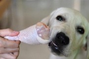 狗狗为什么一直蹭食物？（探究狗狗蹭食物的原因及解决方法）