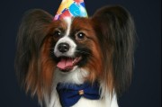 如何完美整理蝴蝶犬的被毛（一步步教你打造专业级宠物造型）