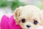 茶杯犬寿命有多长？（探究宠物茶杯犬的寿命及寿命受哪些因素影响）