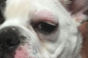 宠物眼疾需及时治疗（宠物眼疾需及时治疗）