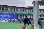 金毛与比赛（金毛比赛的好处及）