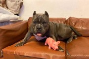 恶霸犬在几个月刚开始爆头（以宠物为主，了解恶霸犬的性格和行为）