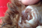 泰迪犬打疫苗过敏如何处理（宠物爱好者必读，避免泰迪犬打疫苗过敏的方法）