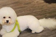 从零开始养比熊犬，你需要知道的全部（以宠物为主，从宝宝阶段到成年期，给你全方位指导）