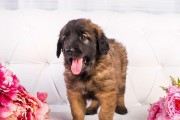 兰伯格犬饲养方法全解析（专业指南带你了解如何养护兰伯格犬）