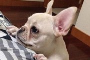 如何让斗牛犬不再随便拉纸巾？（宠物教育从小做起，防止斗牛犬拉纸巾的方法分享）