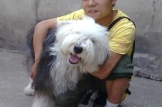 古代牧羊犬瘦的原因与对策（了解原因，做好护理，让宠物健康成长）