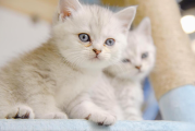 如何快速判断猫咪是否得了猫瘟？猫瘟初期5大核心症状
