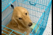 金毛犬为什么不能出窝？（探究金毛犬对窝的依赖性及原因分析）