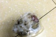 狗狗拉稀原因与对症处理（照顾拉稀的狗狗，让它健康快乐）